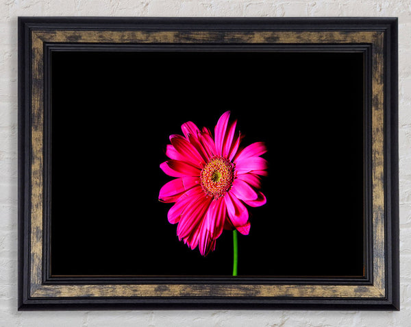 Hot Pink Gerber Daisy Framed Print
