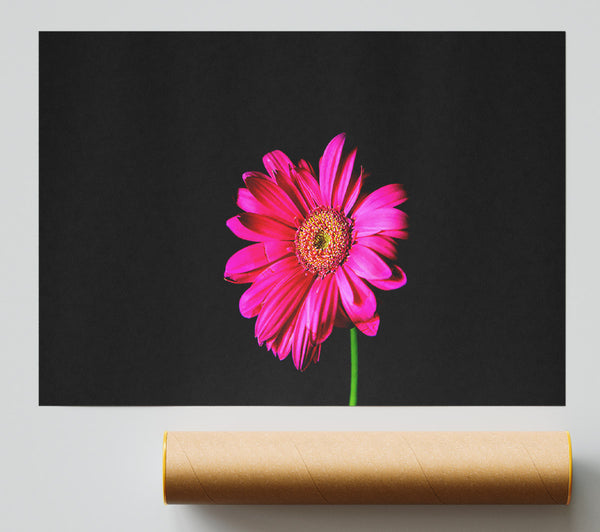Hot Pink Gerber Daisy Giclee Print