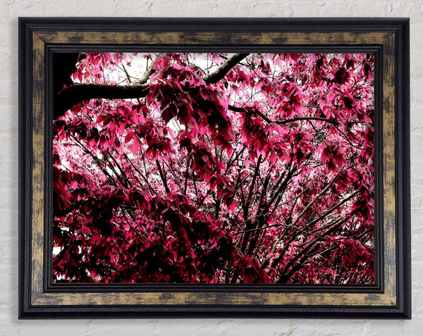 Pink Tree Framed Print
