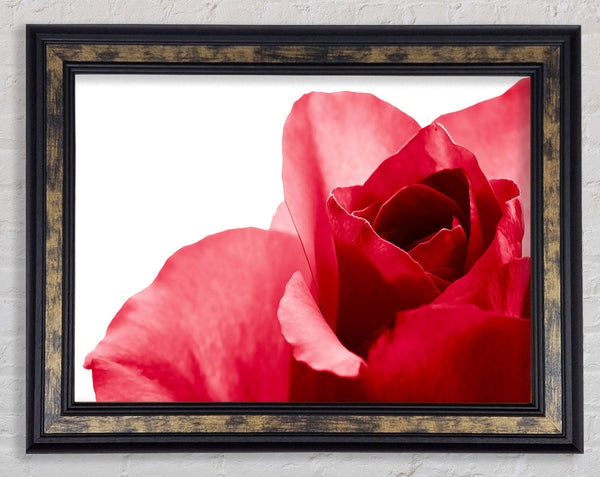 Pure Framed Print