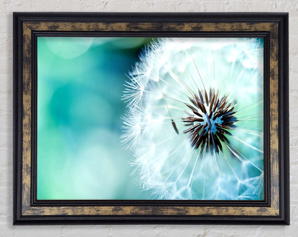 Dandelion Flower Wish Framed Print