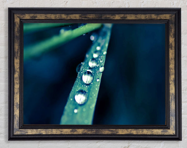 Grass Dew Macro Framed Print