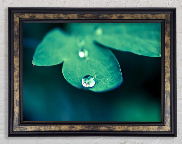 Drop Of Water Macro Framed Print