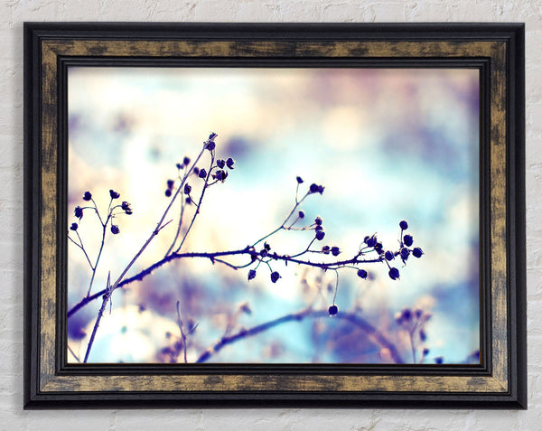 Spikey Twigs With Berries Framed Print