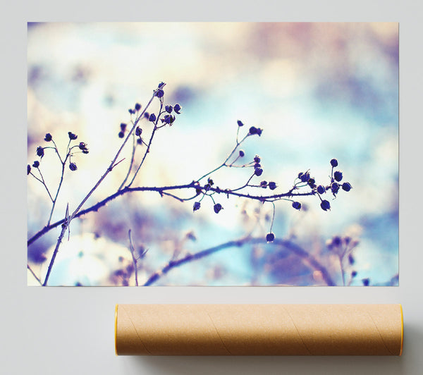 Spikey Twigs With Berries Poster