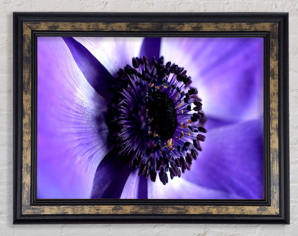 Purple Centre Close-up Framed Print