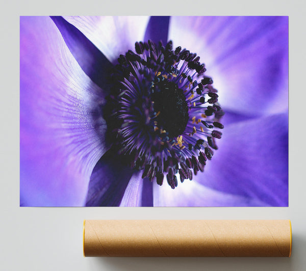 Purple Centre Close-Up Giclee Print