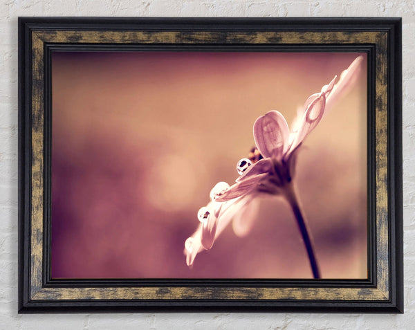 Stunning Dewdrop Haze Framed Print