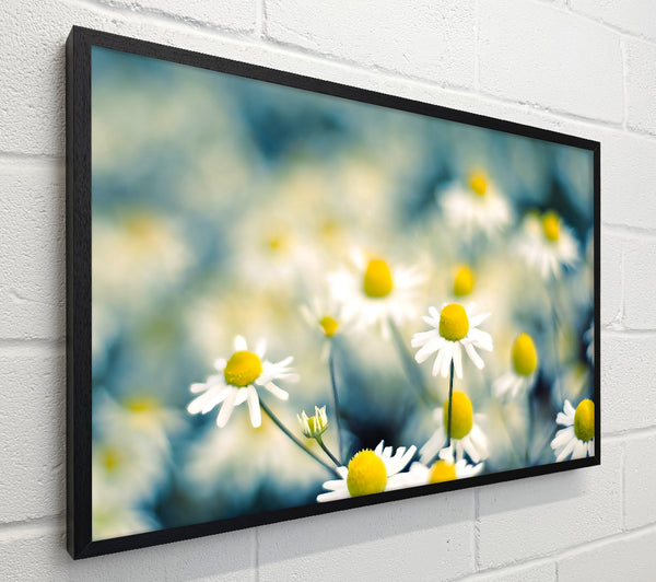 Chamomile Flowers Macro