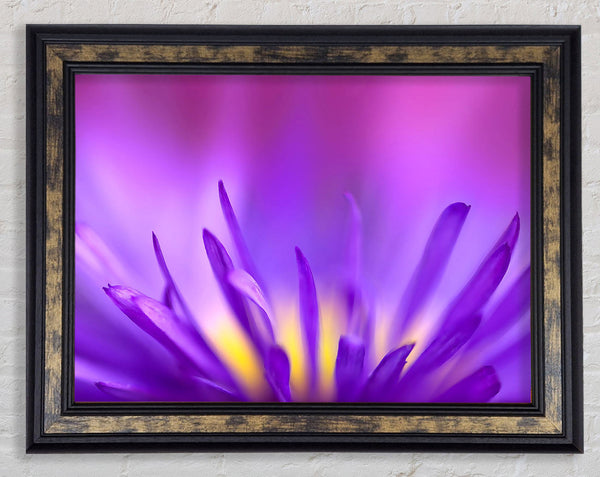 Delicate Purple Petals