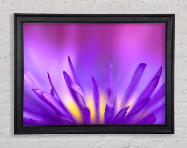Delicate Purple Petals