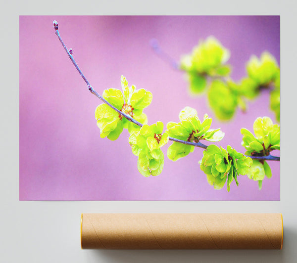 Small Green Flowers Poster