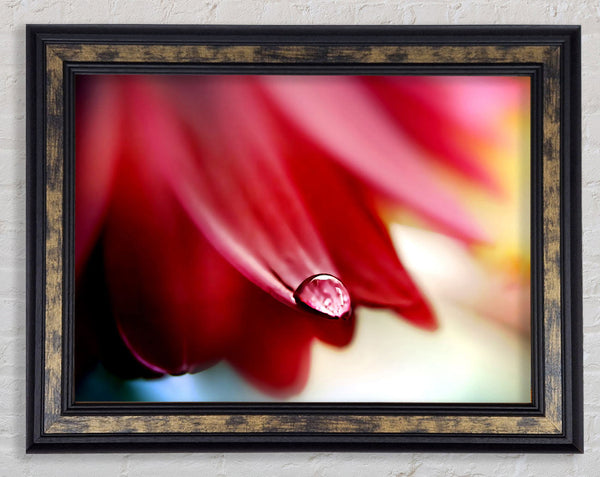 Drop On Flower Petal Framed Print
