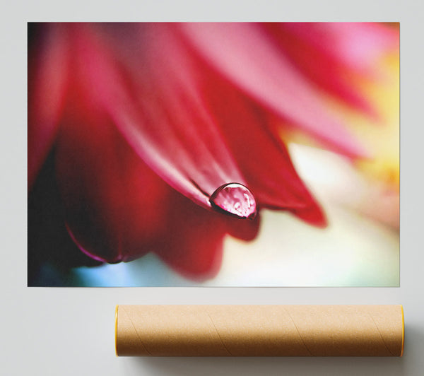 Drop On Flower Petal Print
