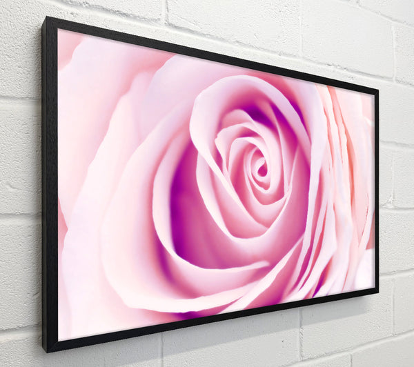 Delicate Rose