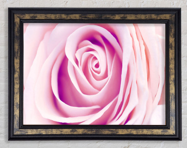 Delicate Rose