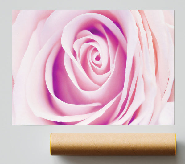 Delicate Rose Giclee Print