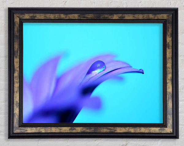 Purple Petals Framed Print