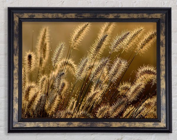 Bundle Of Ears Framed Print