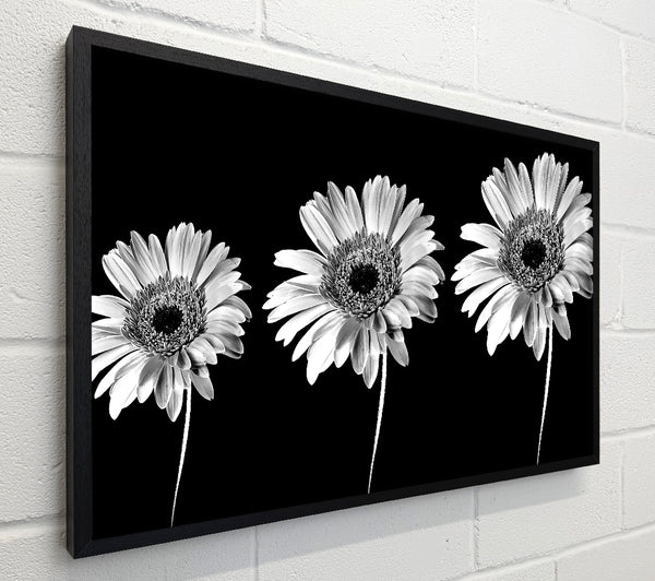 Gerbera Daisies Black And White