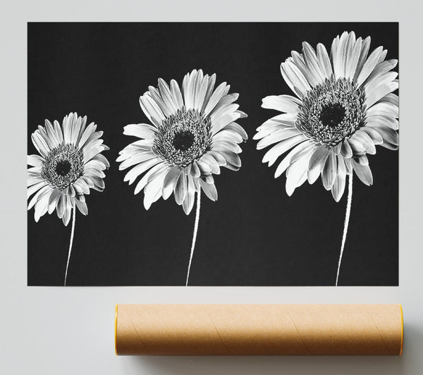 Gerbera Daisies Black And White Poster