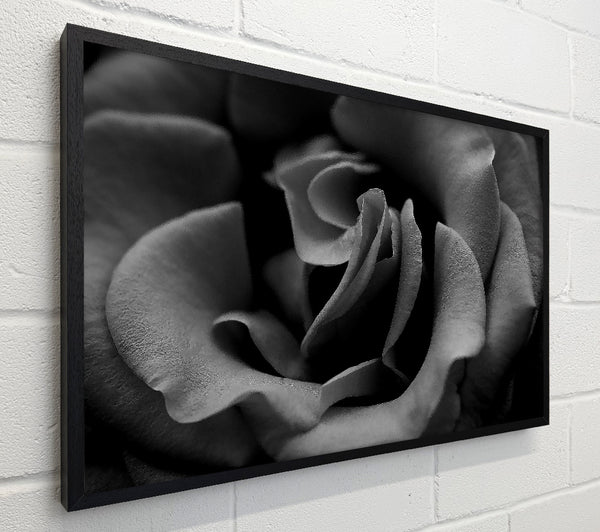 Rose B n W