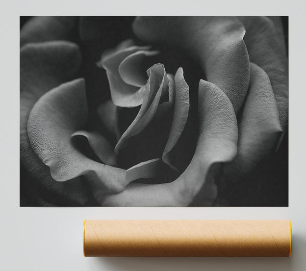 Rose B N W Giclee Print