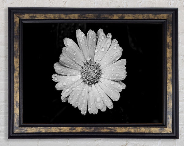 Raindrops On Flower Framed Print