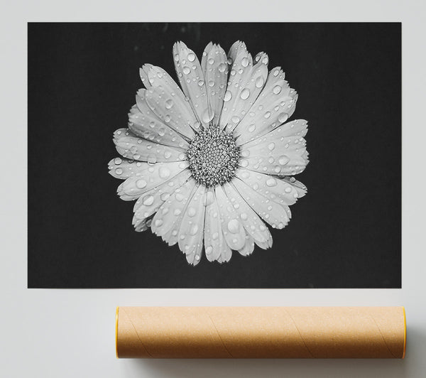 Raindrops On Flower Giclee Print