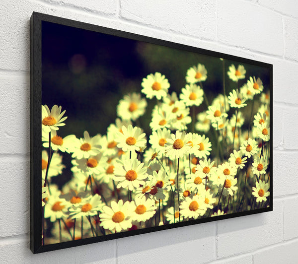 Vintage Daisies