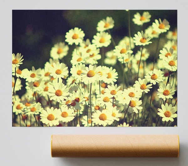 Vintage Daisies Print