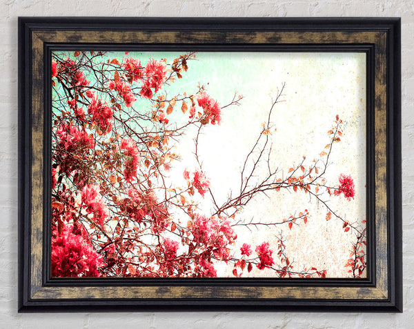 Antique Cherry Blossom Framed Print