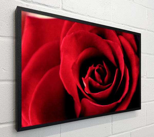 Rose Petal Beauty Red