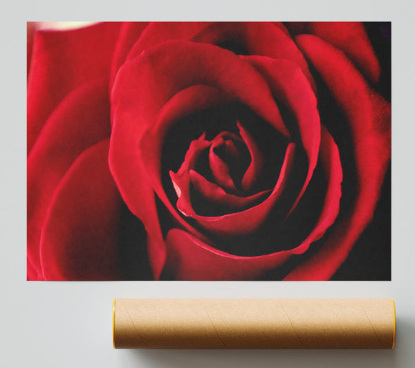 Rose Petal Beauty Red Poster