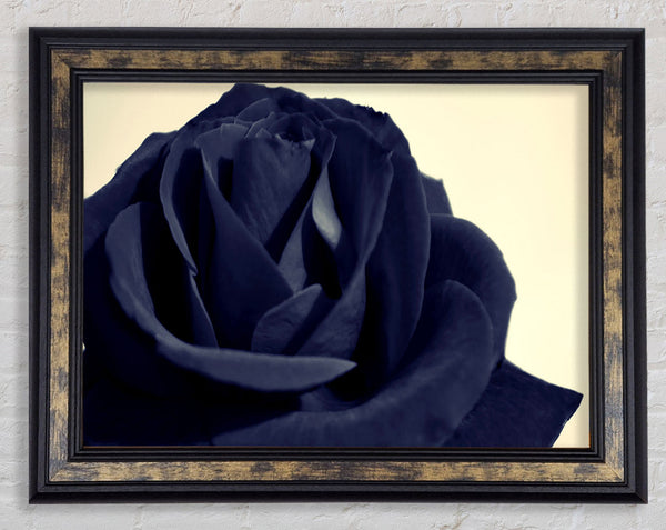 Black Blue Rose Framed Print