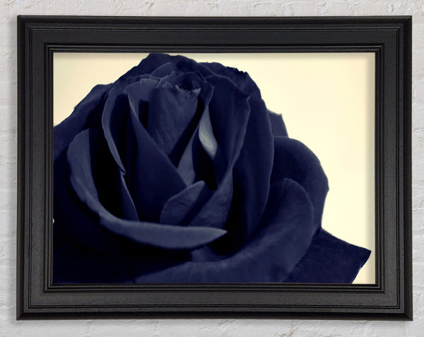Schwarz Blau Rose