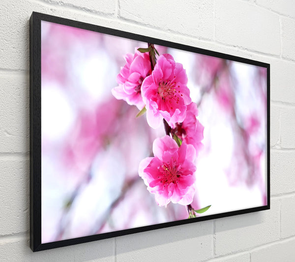 Plum Blossoms Blooming
