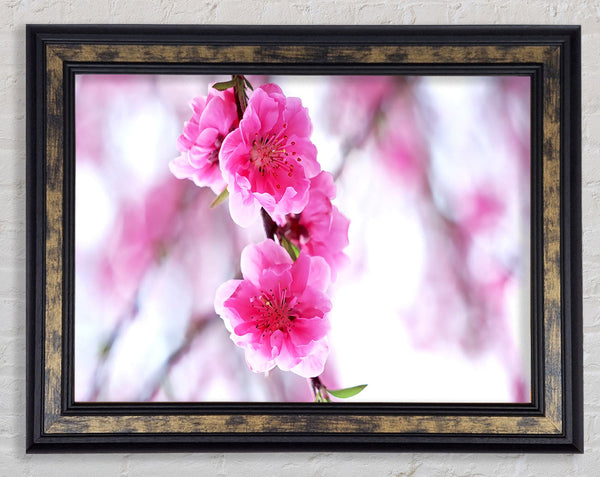 Plum Blossoms Blooming Framed Print