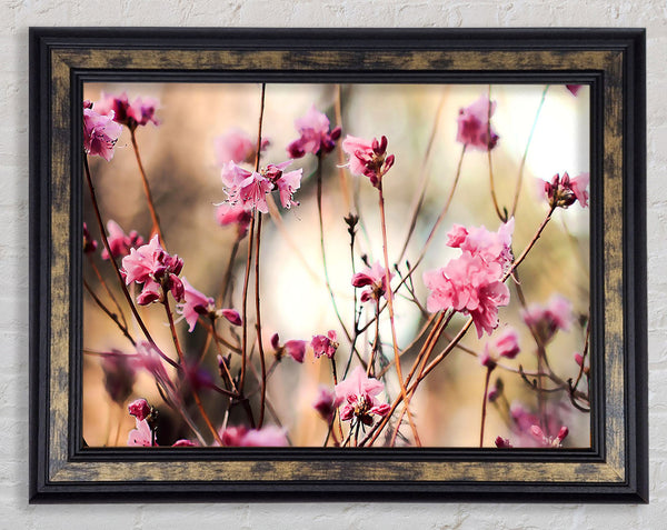 Spring Teasers Framed Print