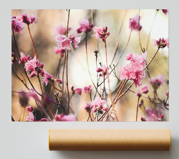 Spring Teasers Print