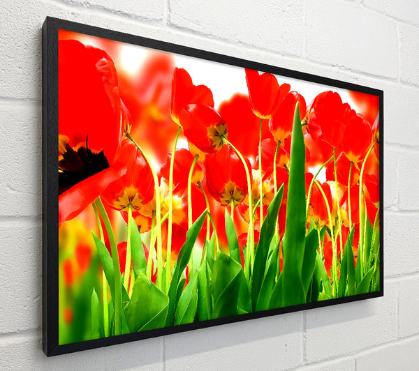 Red Tulips From Under