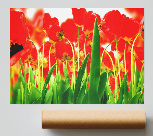 Red Tulips From Under Print