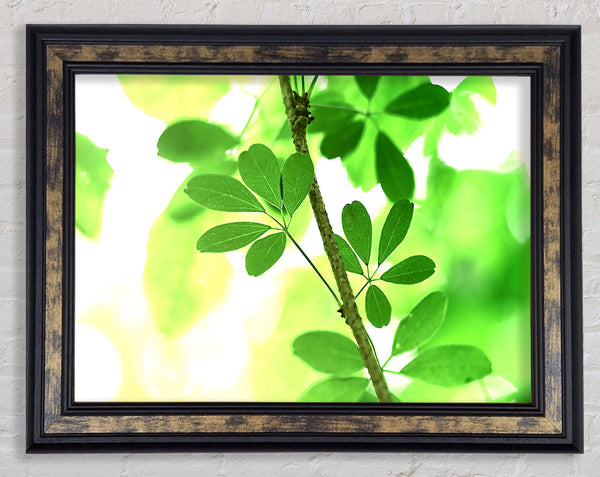 Spring Has Sprung Framed Print
