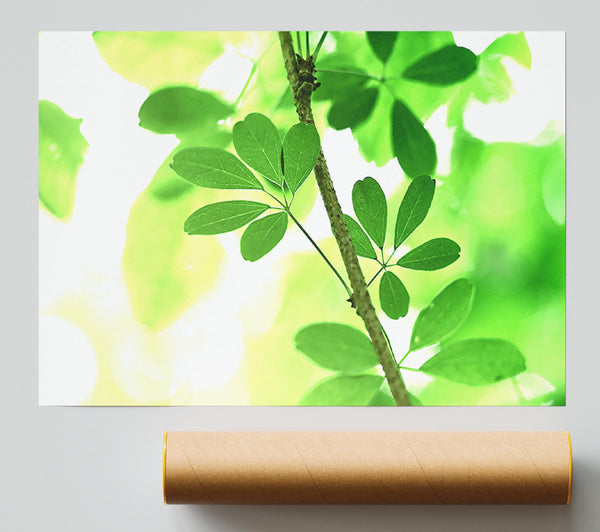 Spring Has Sprung Poster