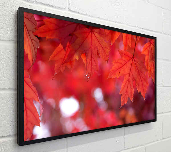Red Autumn