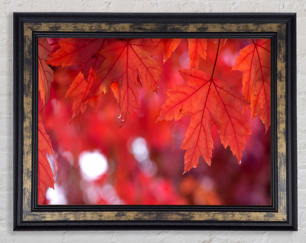 Red Autumn Framed Print