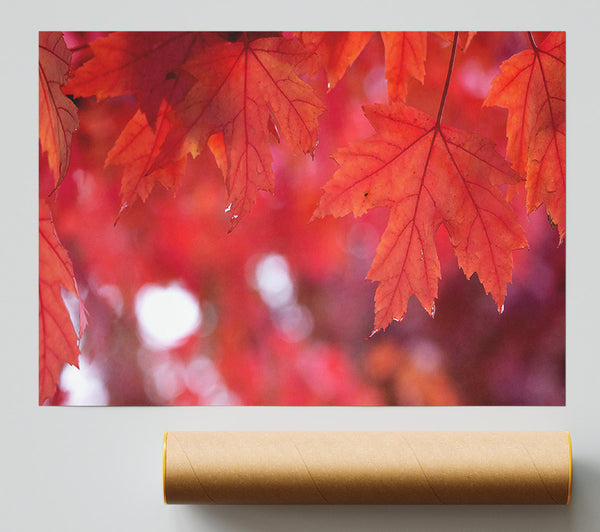 Red Autumn Giclee Print