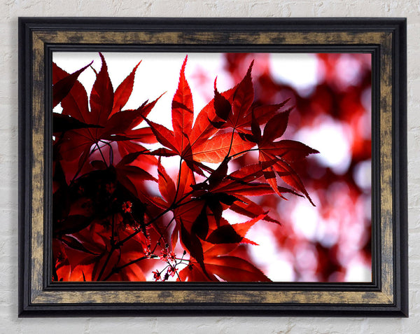 Spring Red Framed Print