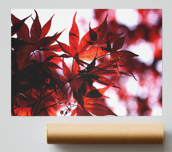 Spring Red Giclee Print