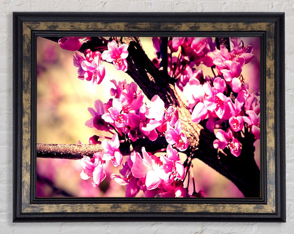 Pink Blossom Framed Print
